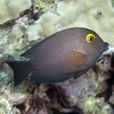 Ctenochaetus Strigosus M