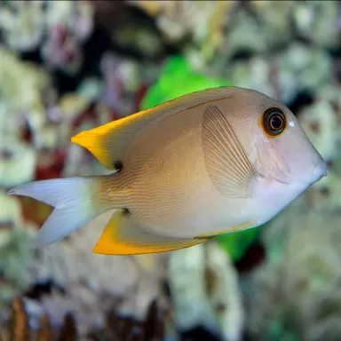 Ctenochaetus Tominiensis M