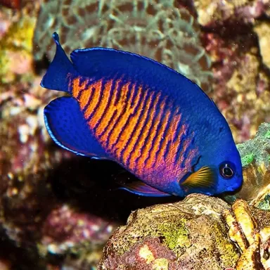 Centropyge Bispinosa