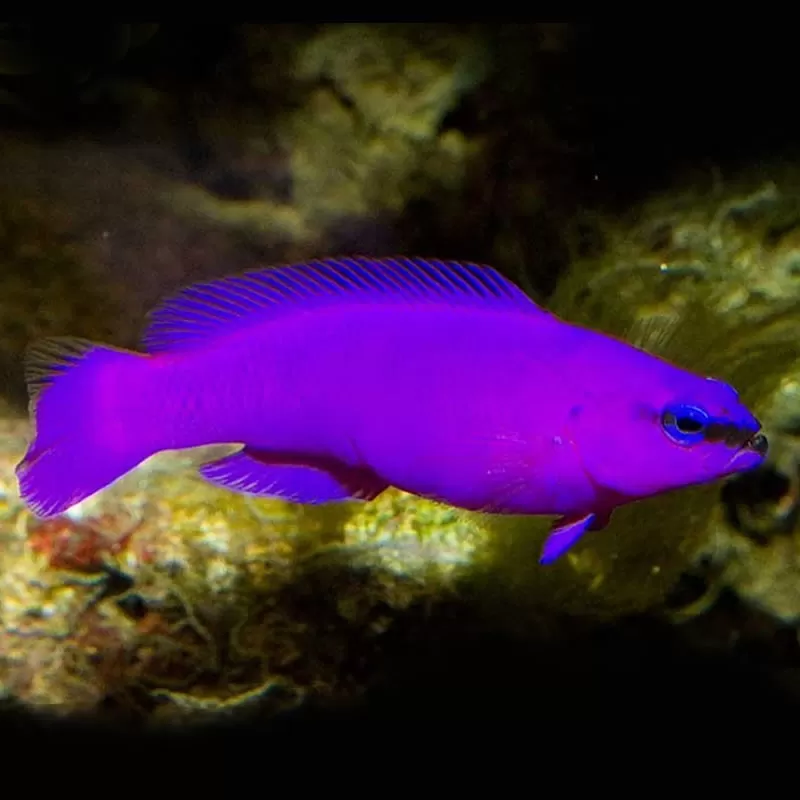 Pseudochromis Fridmani