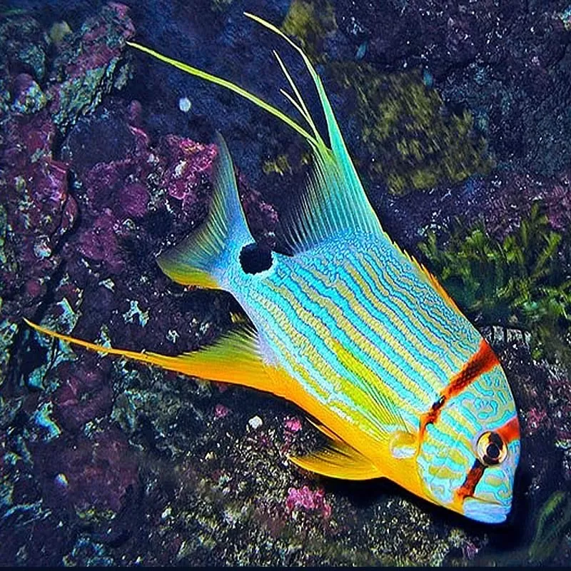 symphorichthys spilurus S