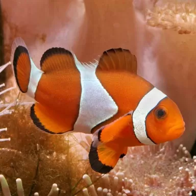 Amphiprion Occelaris M