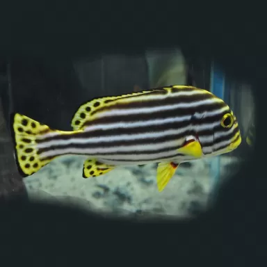 Plectorhinchus Diagrammus M 4 7cm