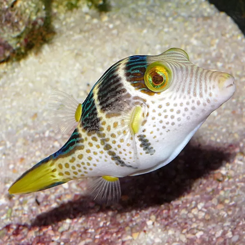 Canthigaster Valentini M