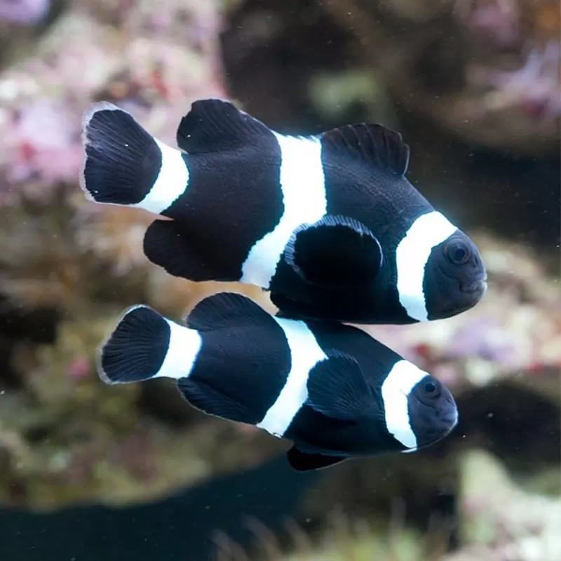 Amphiprion Occelaris Black
