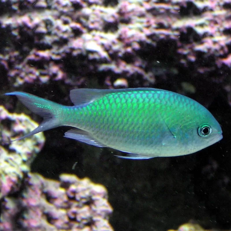 Chromis Viridis