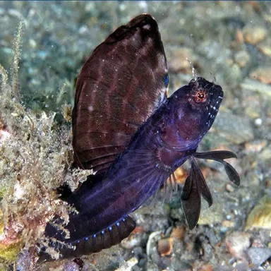 Emblemaria Pandionis