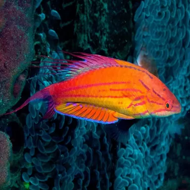 Paracheilinus Filamentosus M