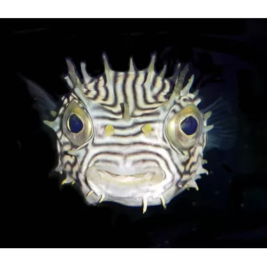 Chilomycterus schoepfi