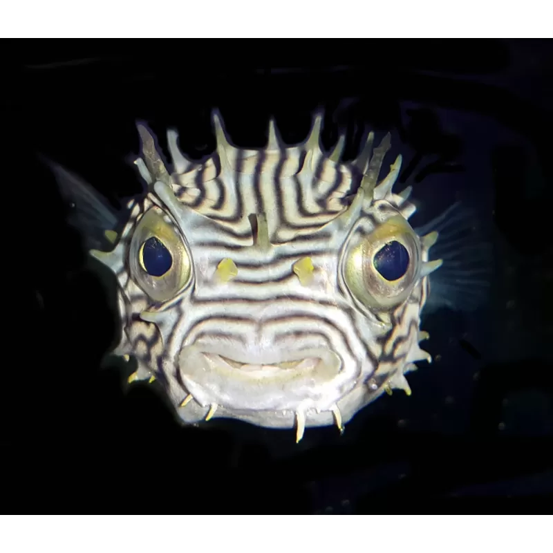 Chilomycterus schoepfi