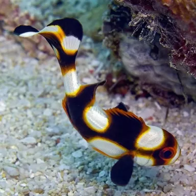 Plectorhinchus Orientalis M 4 7cm