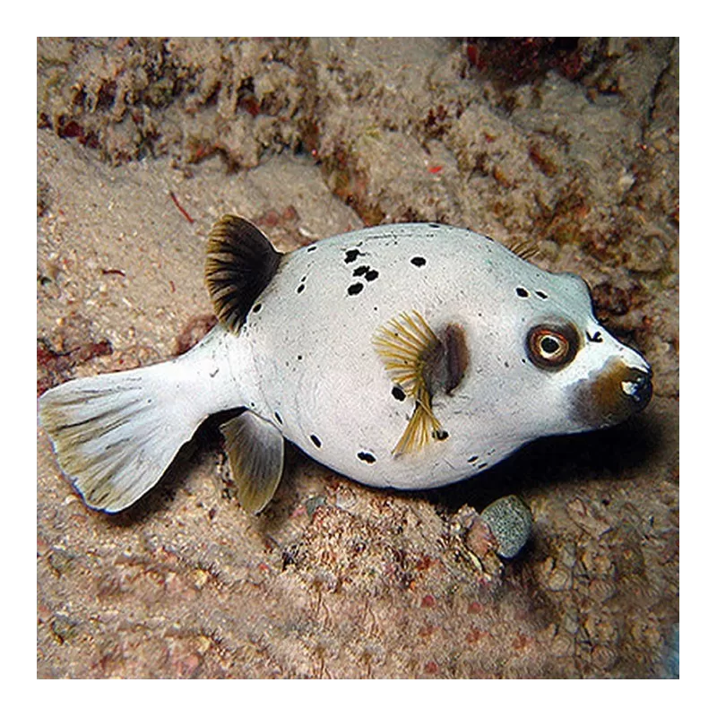 Arothron Nigropunctatus 