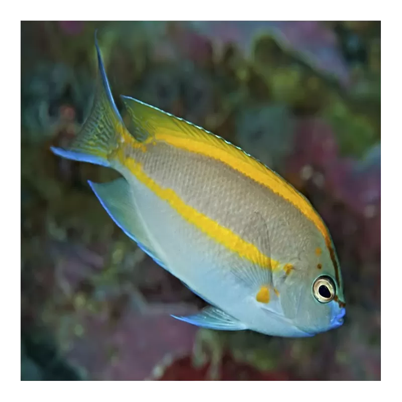 Genicanthus Bellus male