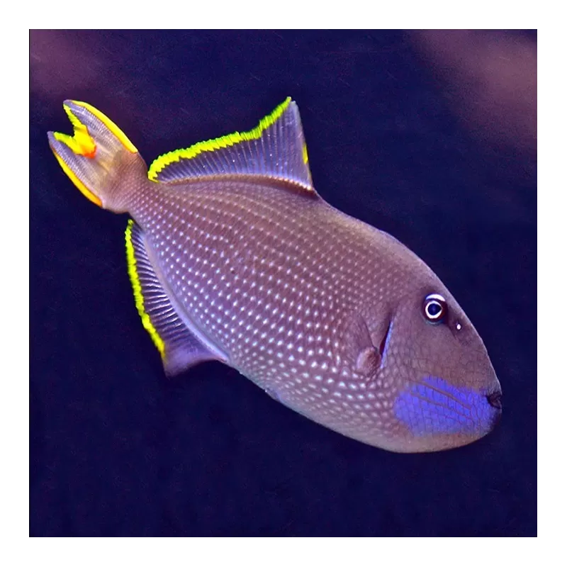 xanthichthys auromarginatus L