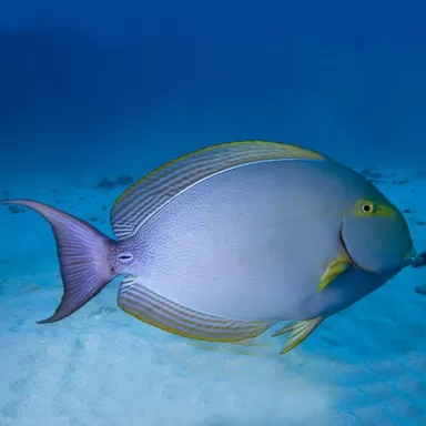 acanthurus xanthopterus L