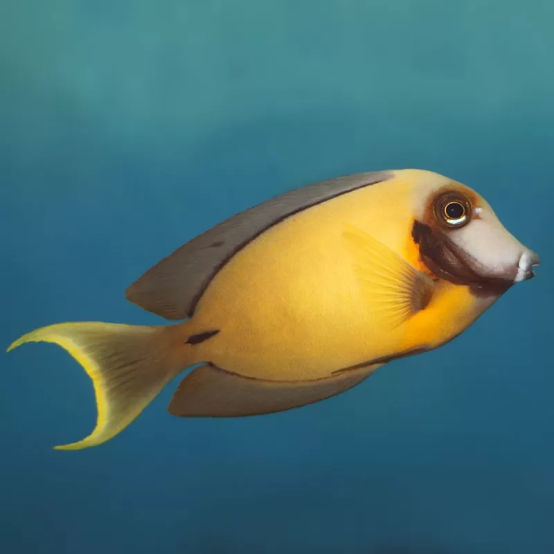 acanthurus pyroferus adult