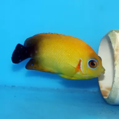 centropyge flavissima hybrid black