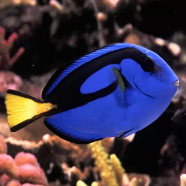 Paracanthurus Hepatus kopen? | Coralandfishstore.nl