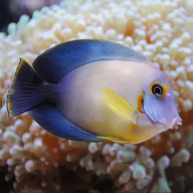 Acanthurus Pyroferus M