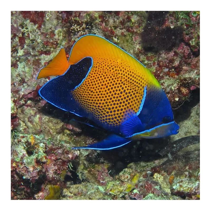 Coralandfishstore.nl √ Pomacanthus Navarchus Juv L