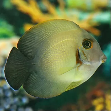 Acanthurus Chronixis| Coralandfishstore.nl