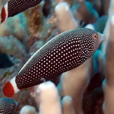 Anampses Chrysocephalus