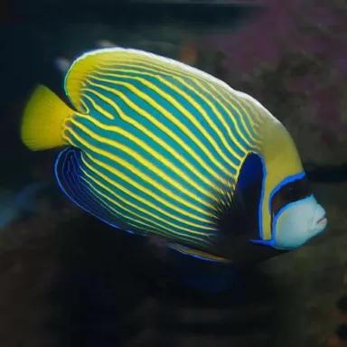 pomacanthus imperator Juv S