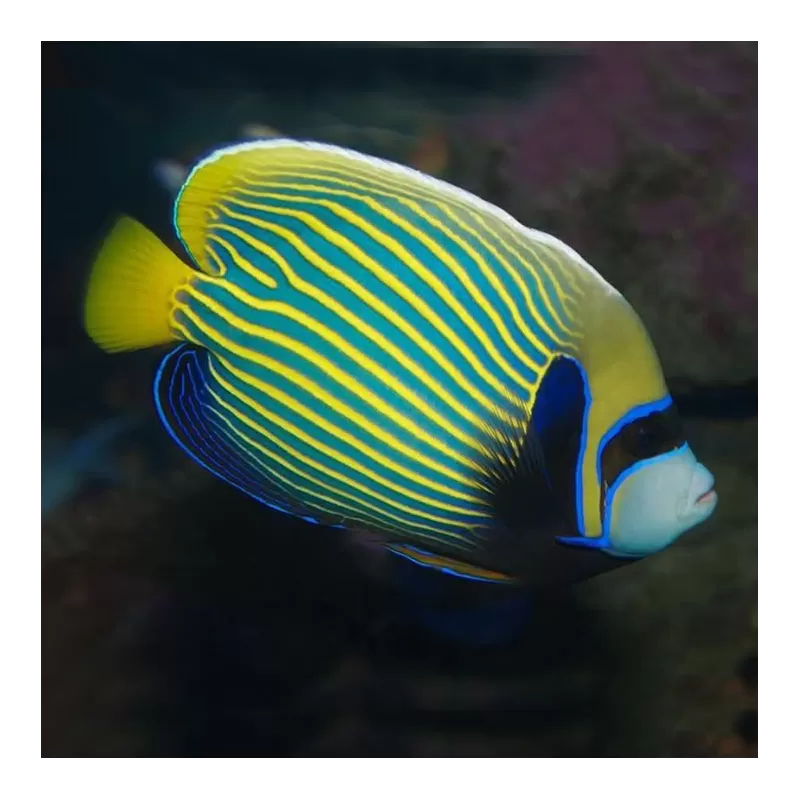 pomacanthus imperator Juv S