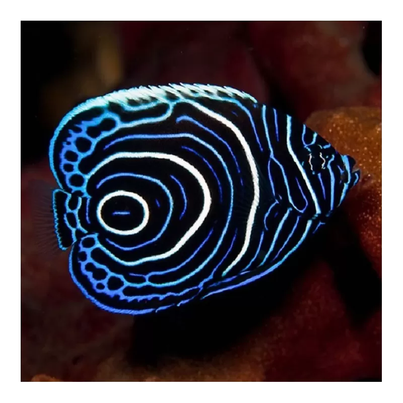 Pomacanthus Imperator| Coralandfishstore.nl