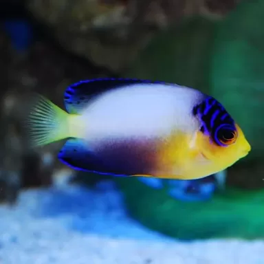 centropyge multicolor