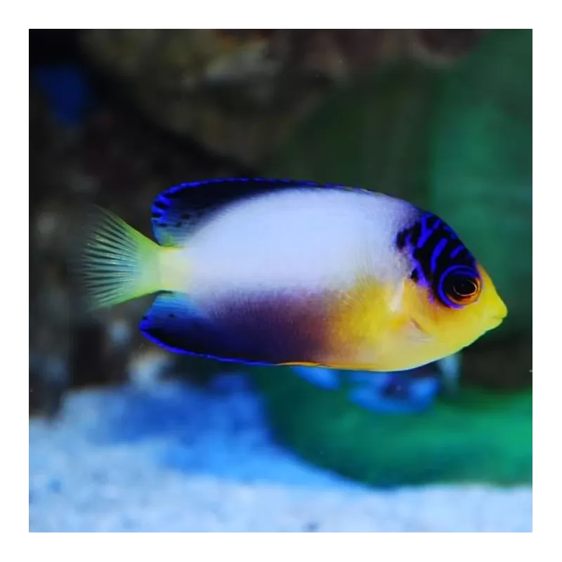 centropyge multicolor