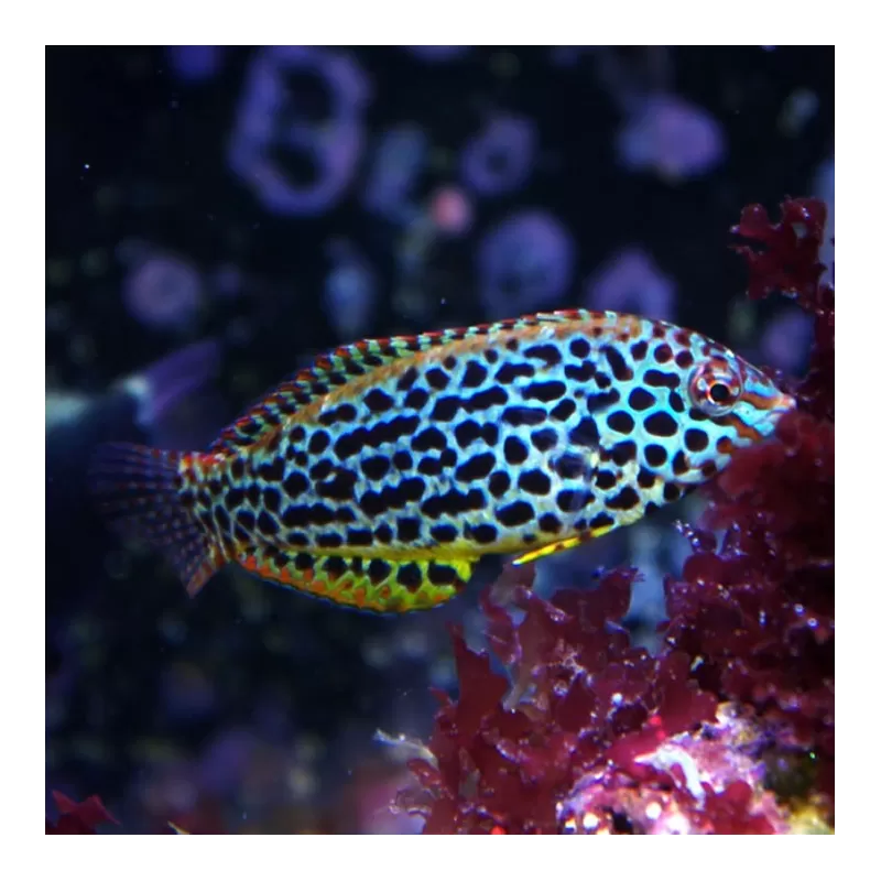 Macropharyngodon Meleagris