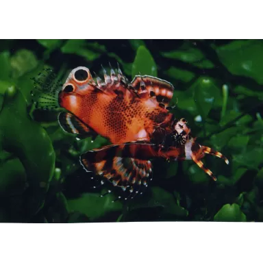 Dendrochirus Biocellatus