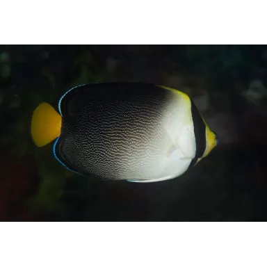 Chaetodontoplus Mesoleucus S