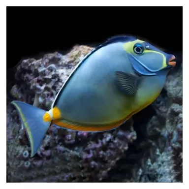 naso lituratus elegans XL Long tail