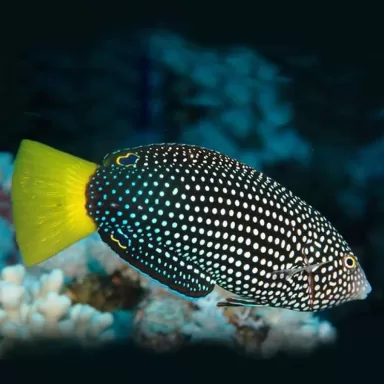 anampses meleagrides M