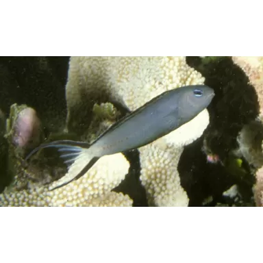 meiacanthus mossambicus