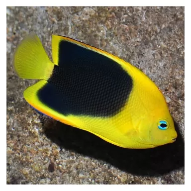 holacanthus tricolor XL