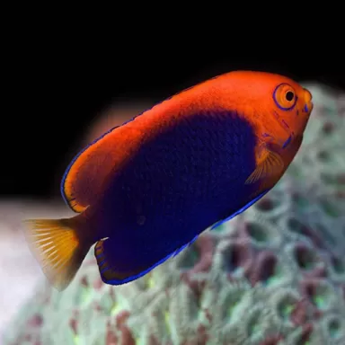 Centropyge Acanthops