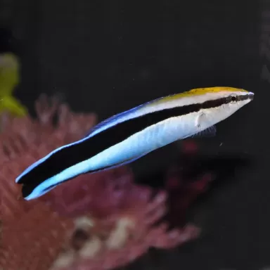 Labroides Dimidiatus