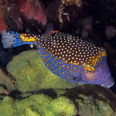 Ostracion Meleagris m male