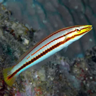 Hologymnosus Doliatus