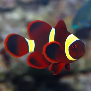 Premnas Epigramma gold stripe S