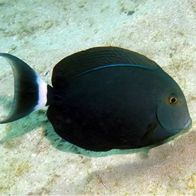 acanthurus auranticavus M