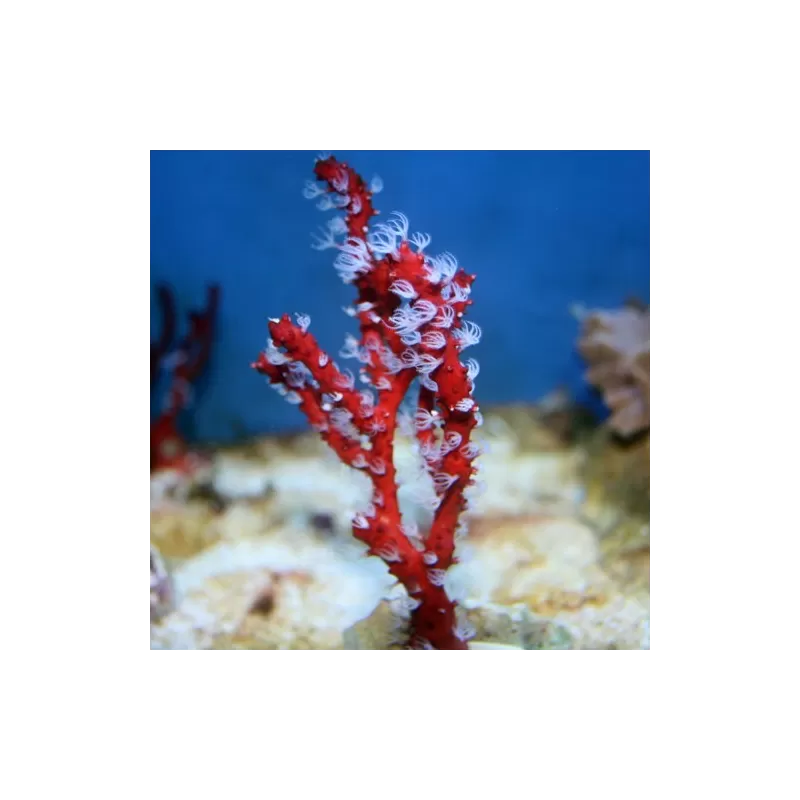 Diodogorgia Nodulifera red