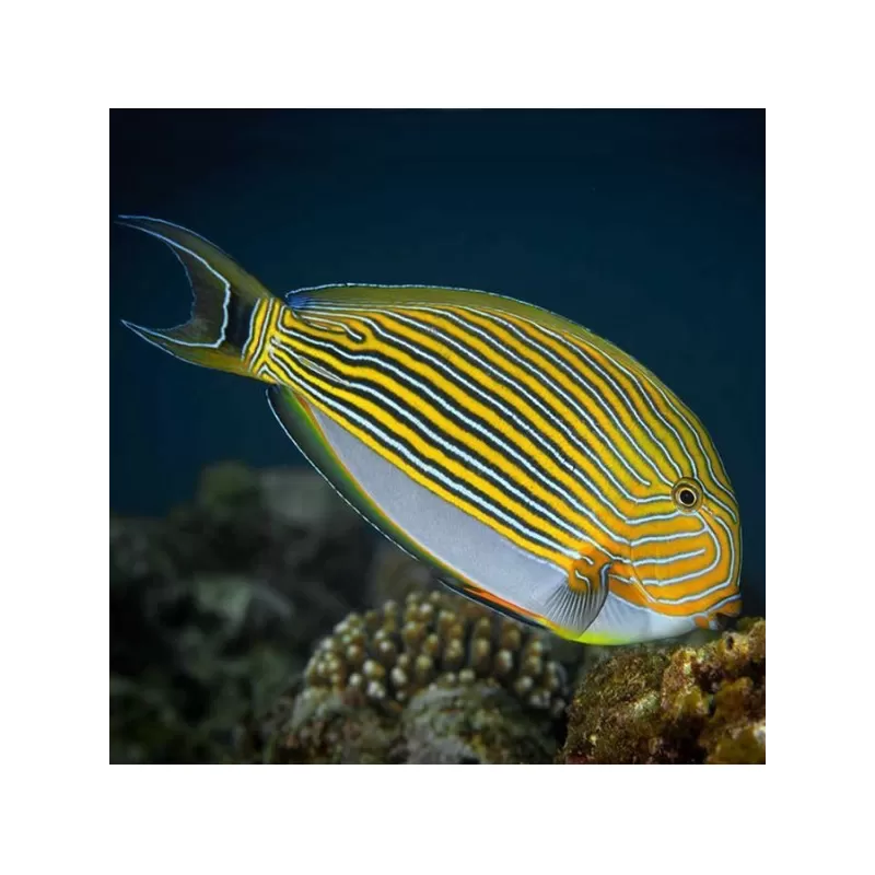 Acanthurus Lineatus S