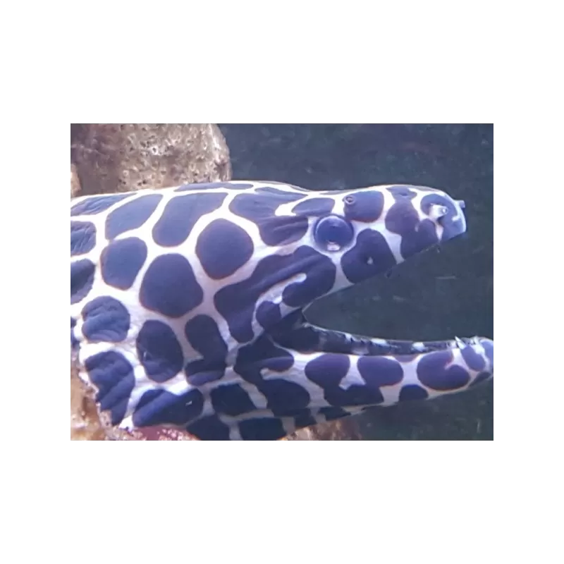 gymnothorax favagineus S