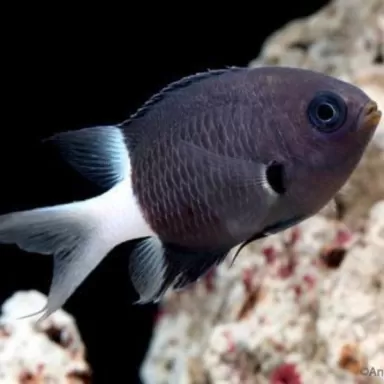 Chromis Bicolor