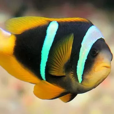 Amphiprion Sebae