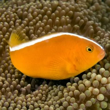 Amphiprion Sandaracinos M
